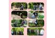 اجرای مانور پاکسازی مناطق جنگلی و تفرجگاه به مناسبت هفته زمین پاک در پارک اندارگلی 