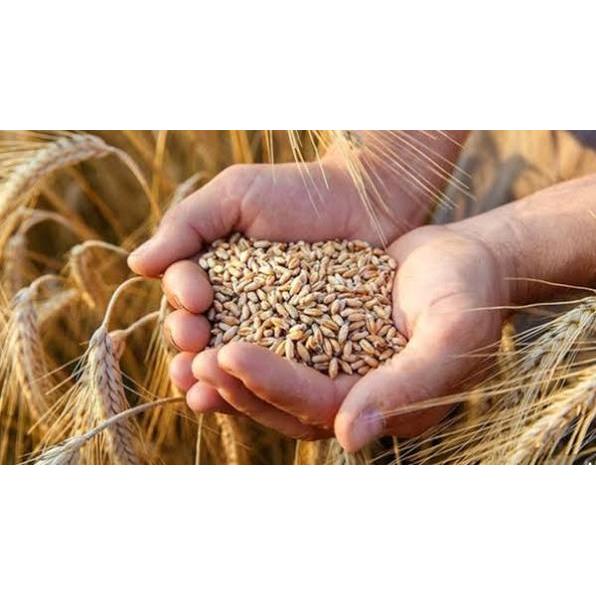 استاندار مازندران خبر داد: پرداخت زودهنگام مطالبات گندمکاران مازندرانی همزمان با آغاز فصل برداشت