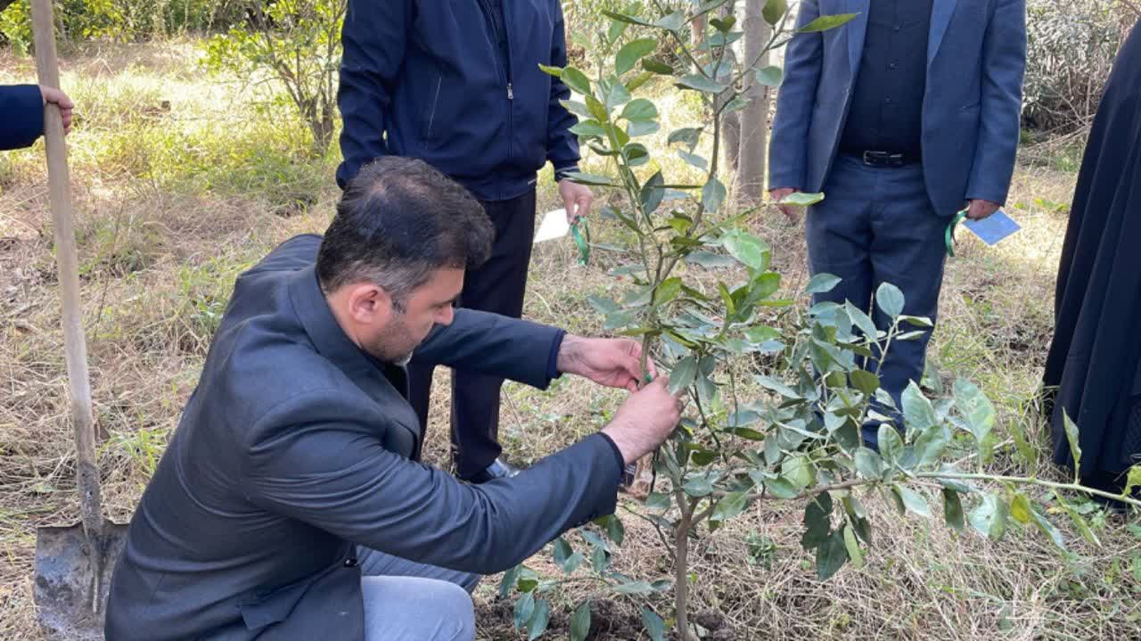 طرح کاشت نهال بیاد شهید، در شهرستان رامسر ماندگار شد .