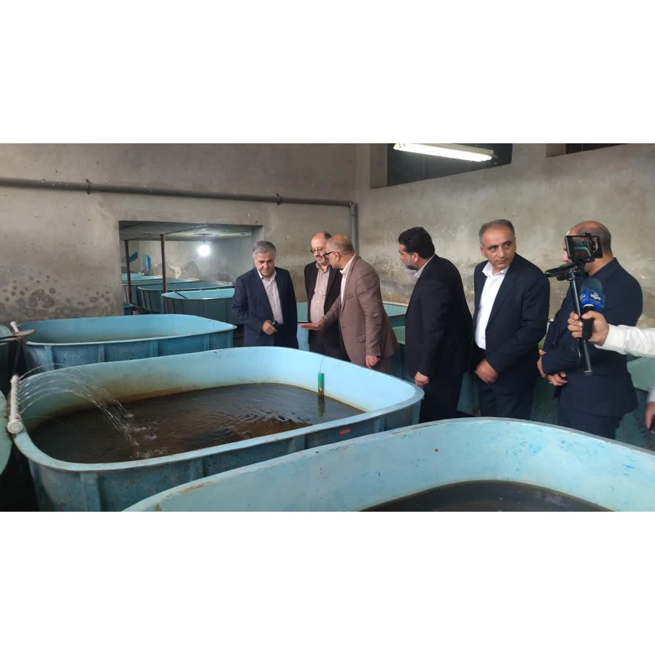تولایی: احیای ذخایر ماهیان خاویاری، سرمایه‌گذاری برای آینده اقتصاد دریامحور مازندران است