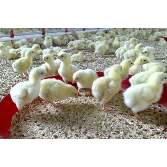 مازندران به پایگاه تولید جوجه یک‌روزه خاورمیانه تبدیل می‌شود