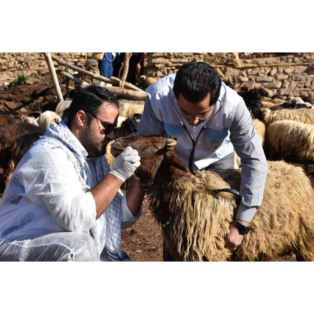 کاهش ۴۶.۸ درصدی کانون بیماری‌های دام/۹۵ درصد دام‌های مازندران واکسینه شدند