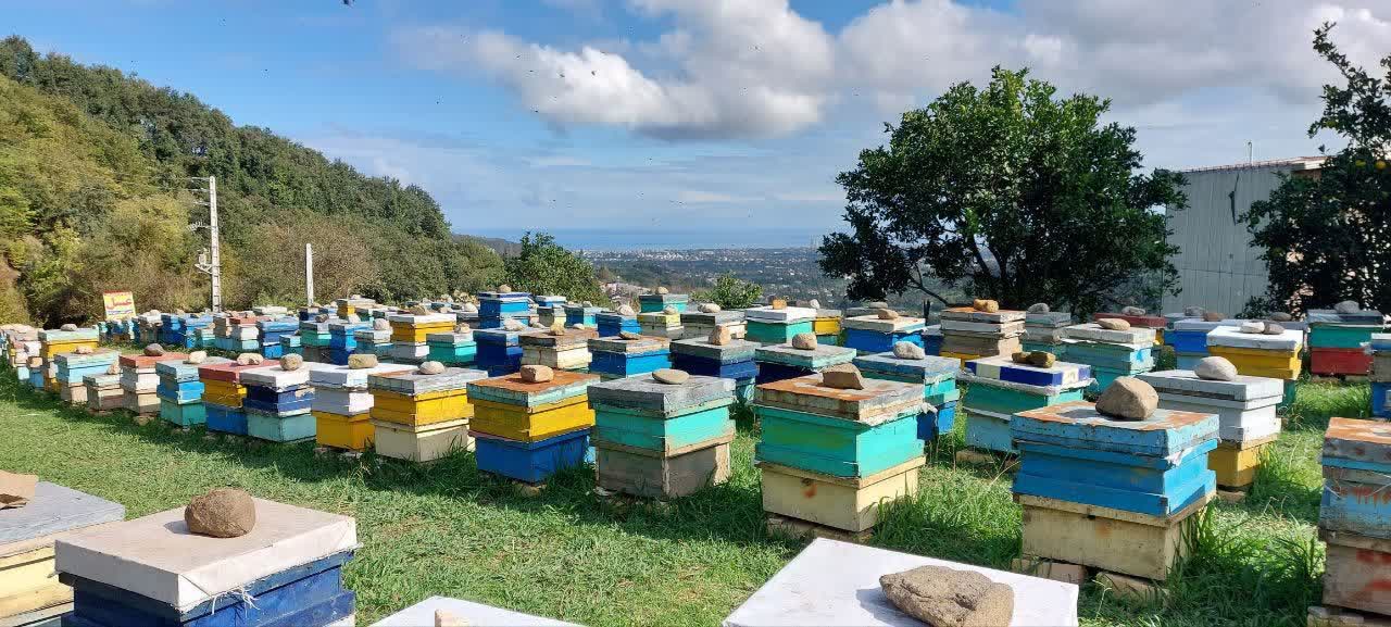  آغاز طرح سرشماری سراسری سالانه از کلنی های زنبور عسل در شهرستان رامسر 