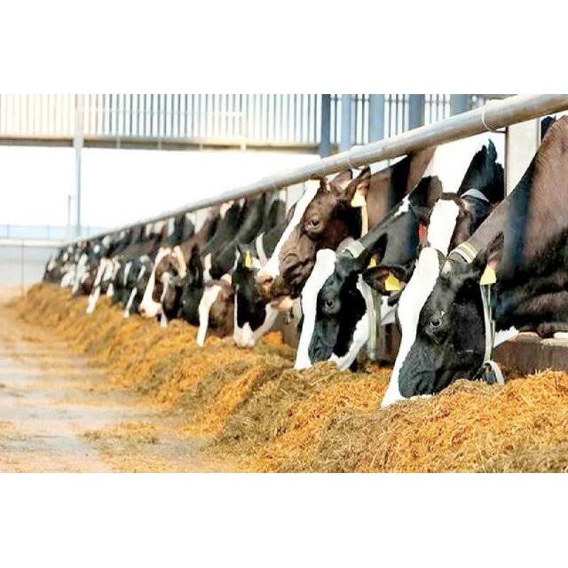 تفویض اختیار سازمان دامپزشکی به استان‌های شمالی؛ کاهش زمان ترخیص نهاده‌ها به ۳ تا ۵ روز